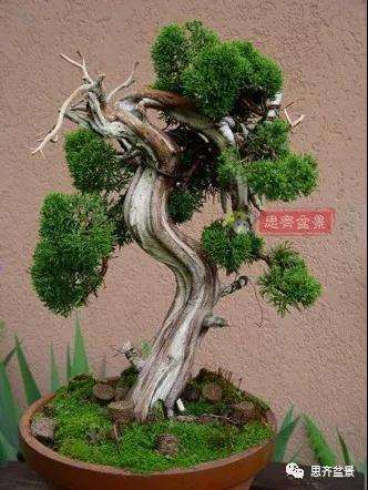 真柏下山桩7年制作盆景的过程