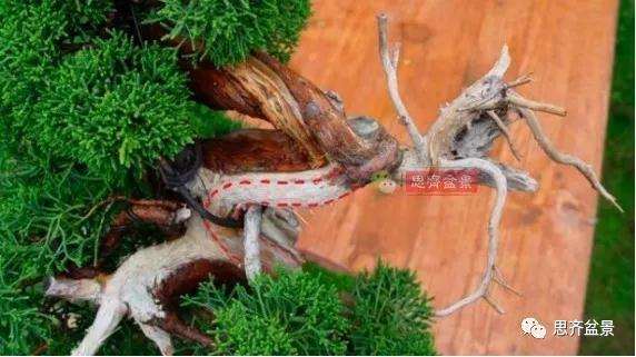 真柏下山桩7年制作盆景的过程