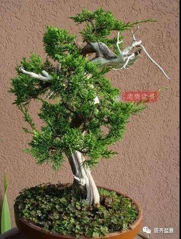 真柏下山桩7年制作盆景的过程