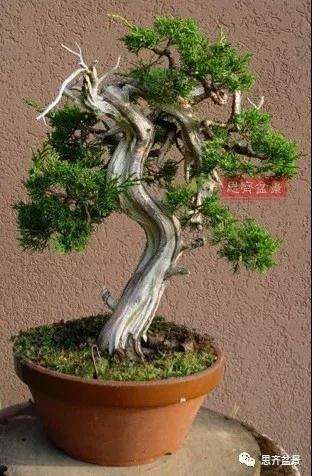 真柏下山桩7年制作盆景的过程