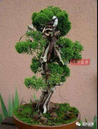 真柏下山桩7年制作盆景的过程