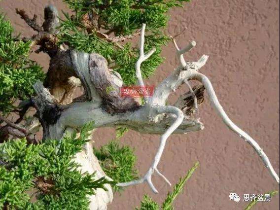 真柏下山桩7年制作盆景的过程