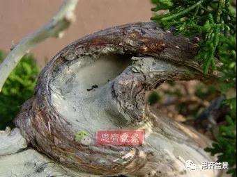 真柏下山桩7年制作盆景的过程