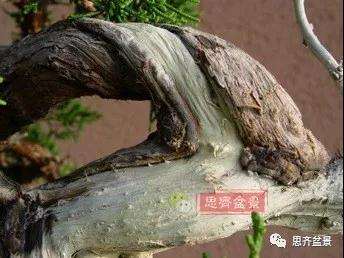 真柏下山桩7年制作盆景的过程