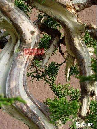 真柏下山桩7年制作盆景的过程