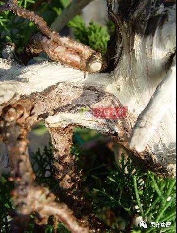 真柏下山桩7年制作盆景的过程