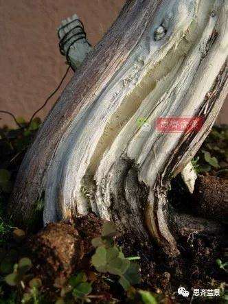 真柏下山桩7年制作盆景的过程