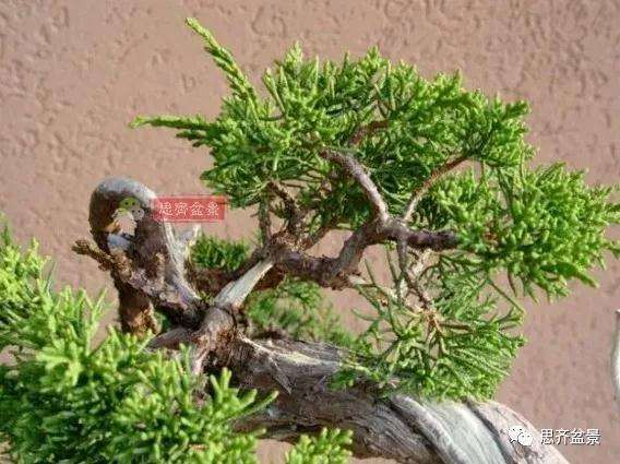真柏下山桩7年制作盆景的过程