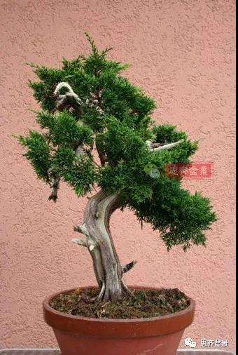 真柏下山桩7年制作盆景的过程