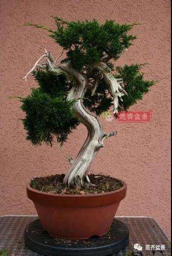 真柏下山桩7年制作盆景的过程