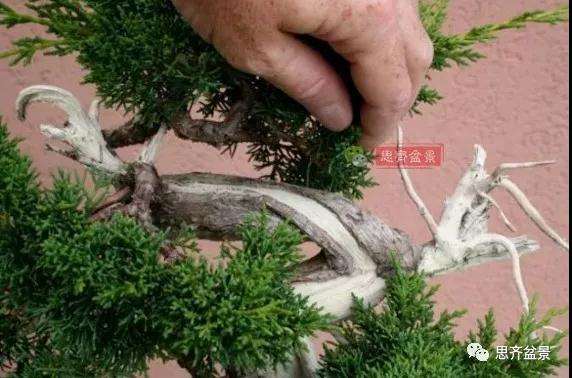真柏下山桩7年制作盆景的过程