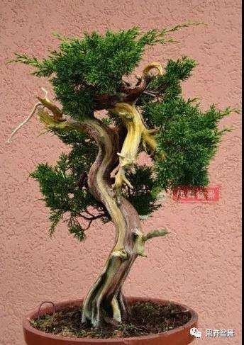 真柏下山桩7年制作盆景的过程