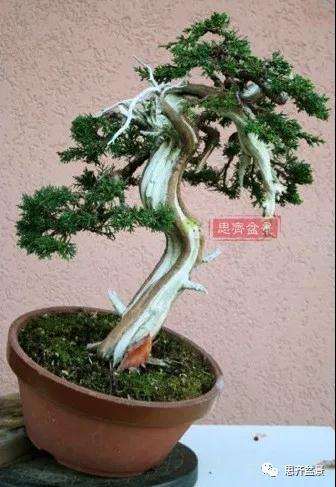 真柏下山桩7年制作盆景的过程