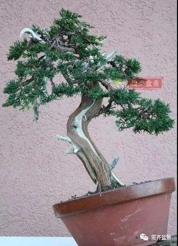 真柏下山桩7年制作盆景的过程