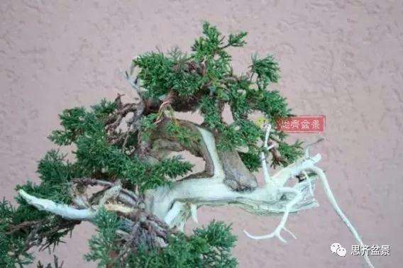 真柏下山桩7年制作盆景的过程