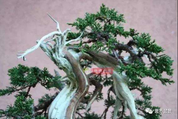 真柏下山桩7年制作盆景的过程