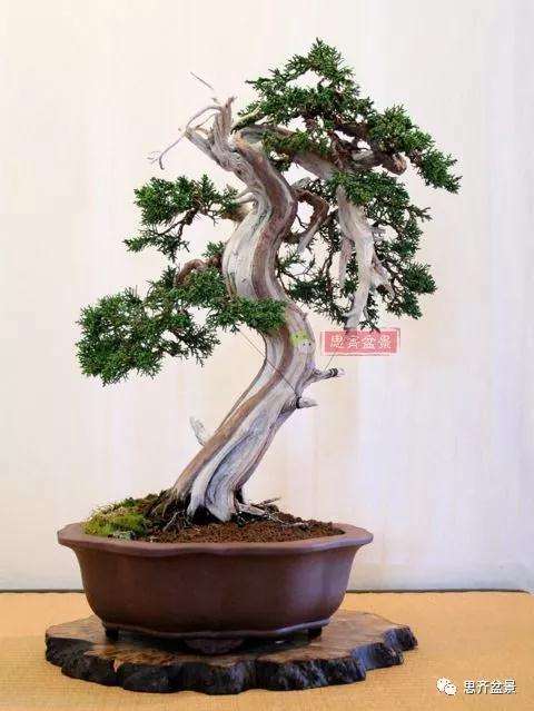 真柏下山桩7年制作盆景的过程