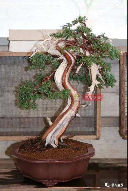 真柏下山桩7年制作盆景的过程