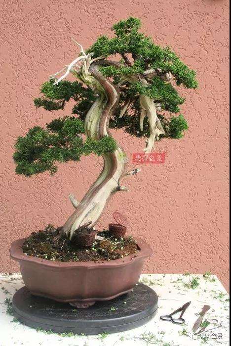 真柏下山桩7年制作盆景的过程