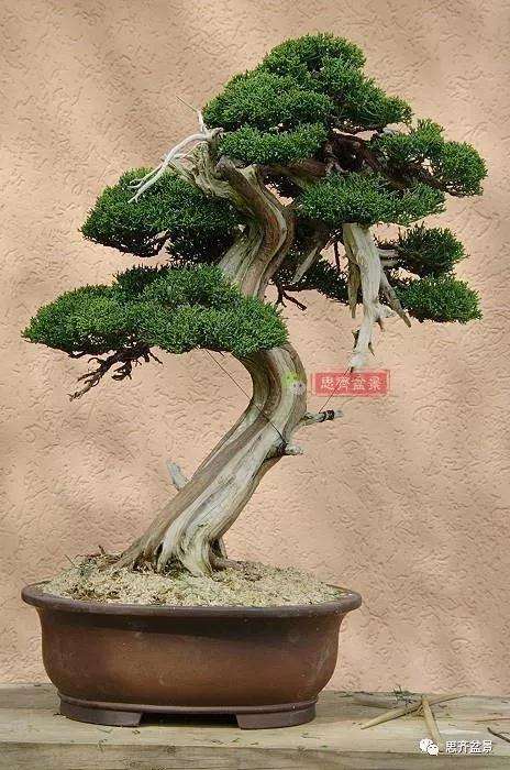 真柏下山桩7年制作盆景的过程