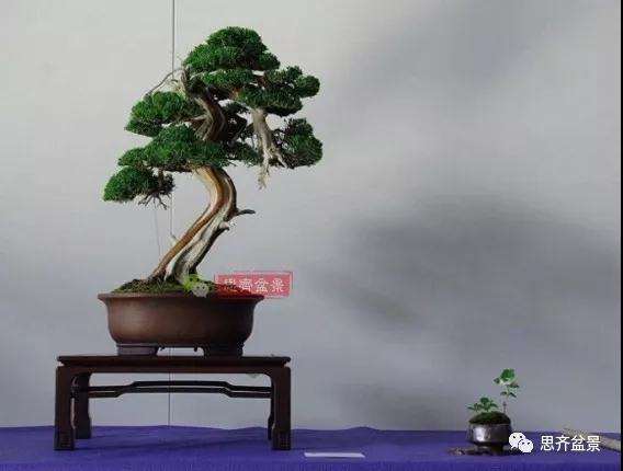 真柏下山桩7年制作盆景的过程