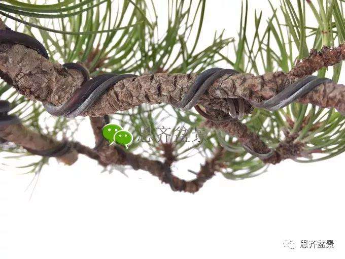 盆景蟠扎铝丝什么时候拆除最好