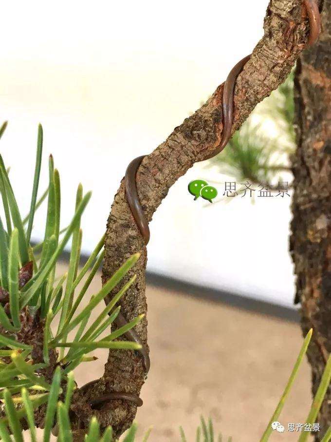 盆景蟠扎铝丝什么时候拆除最好