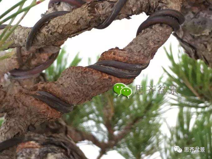 盆景蟠扎铝丝什么时候拆除最好