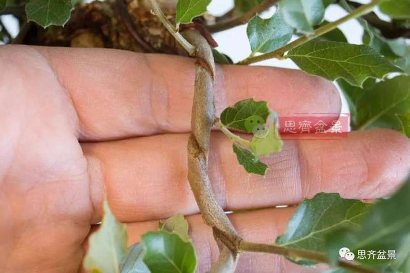 盆景蟠扎铝丝什么时候拆除最好