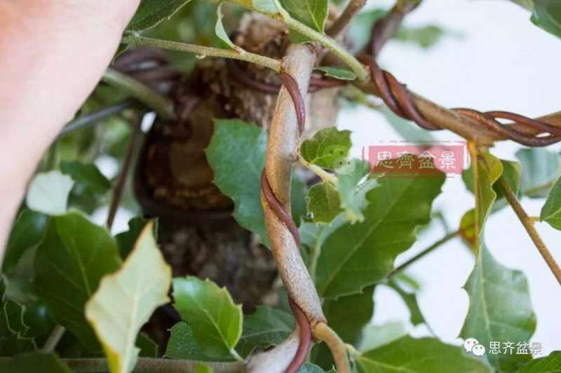 盆景蟠扎铝丝什么时候拆除最好