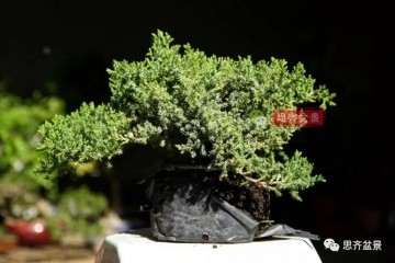 图解 珍珠柏下山桩怎么制作盆景