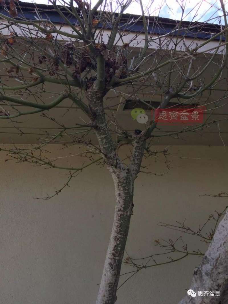 红枫下山桩怎么高压制作盆景