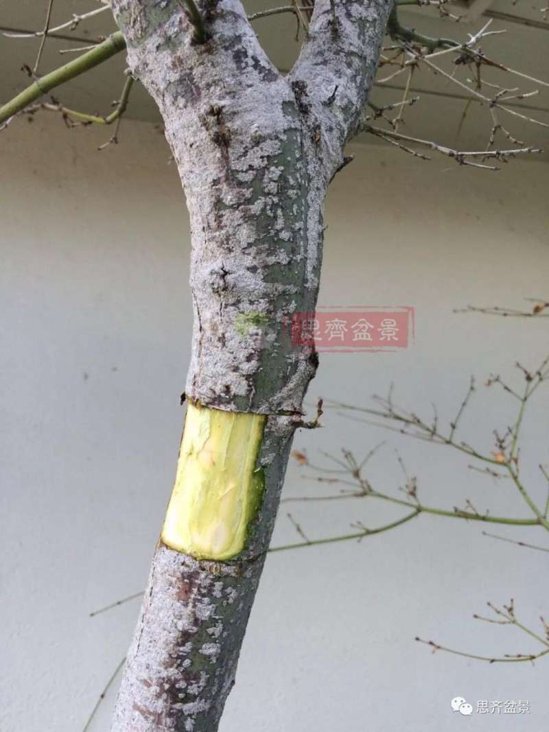 红枫下山桩怎么高压制作盆景