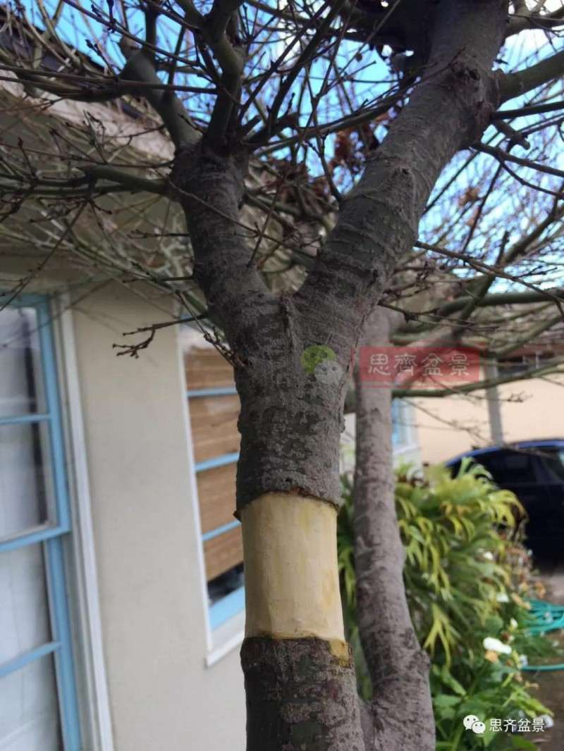 红枫下山桩怎么高压制作盆景