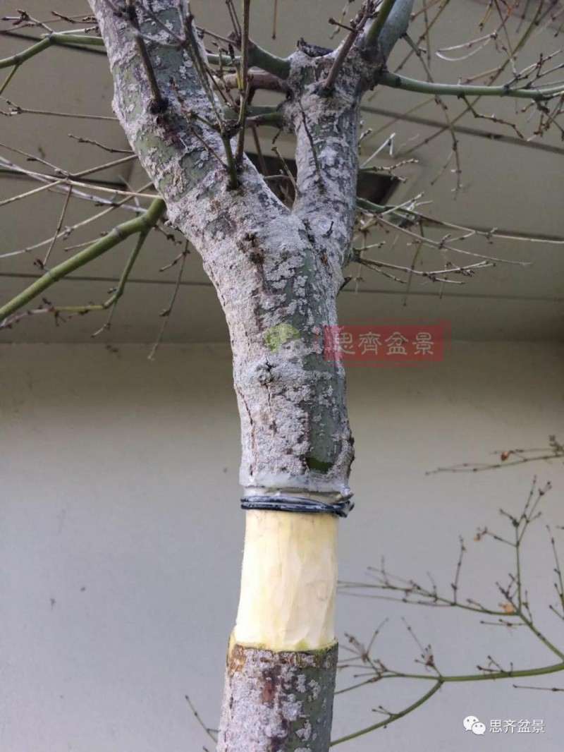 红枫下山桩怎么高压制作盆景