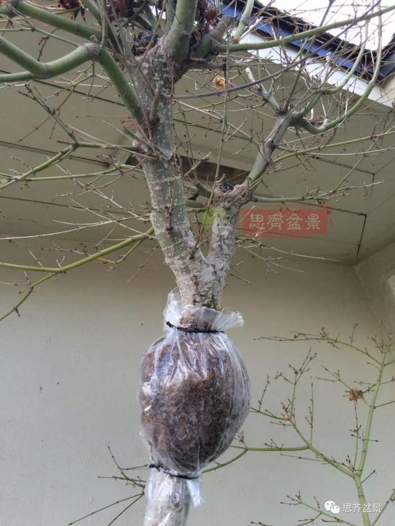 红枫下山桩怎么高压制作盆景