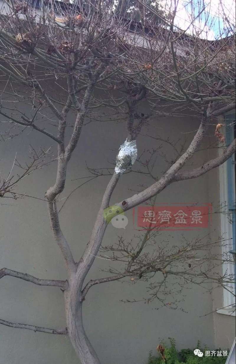 红枫下山桩怎么高压制作盆景