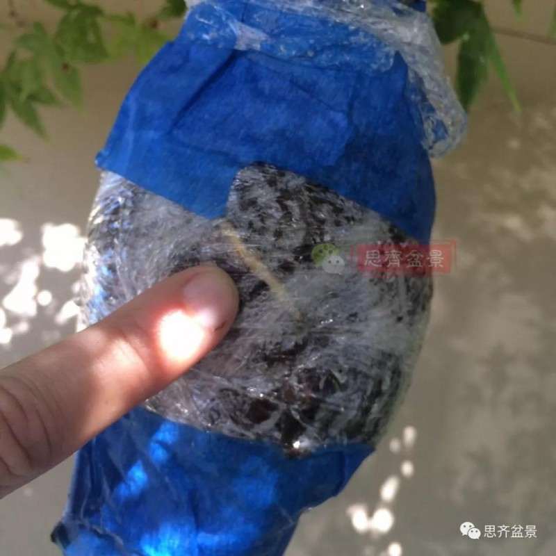 红枫下山桩怎么高压制作盆景