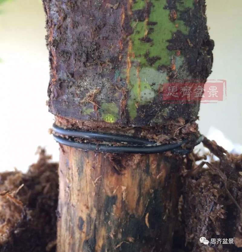 红枫下山桩怎么高压制作盆景