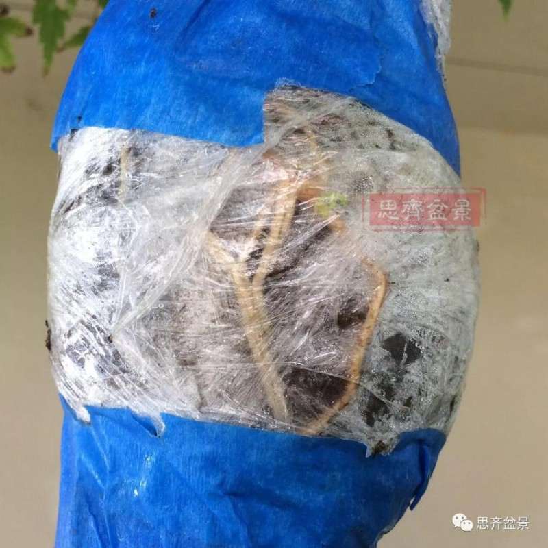 红枫下山桩怎么高压制作盆景