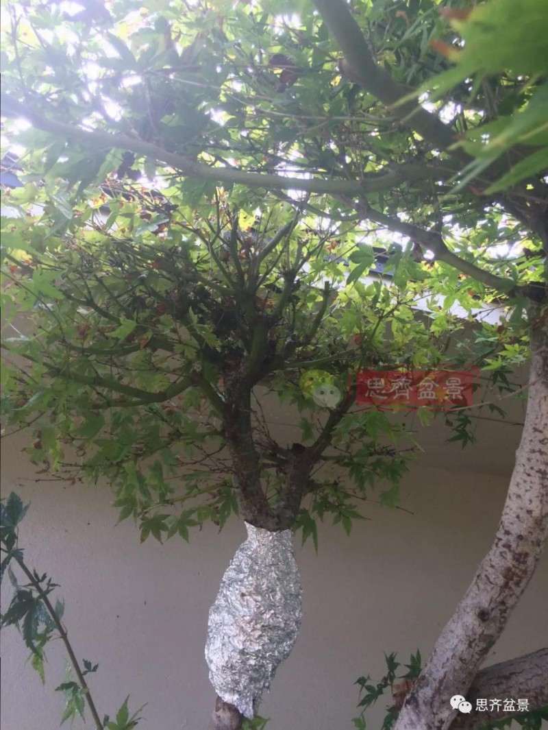 红枫下山桩怎么高压制作盆景