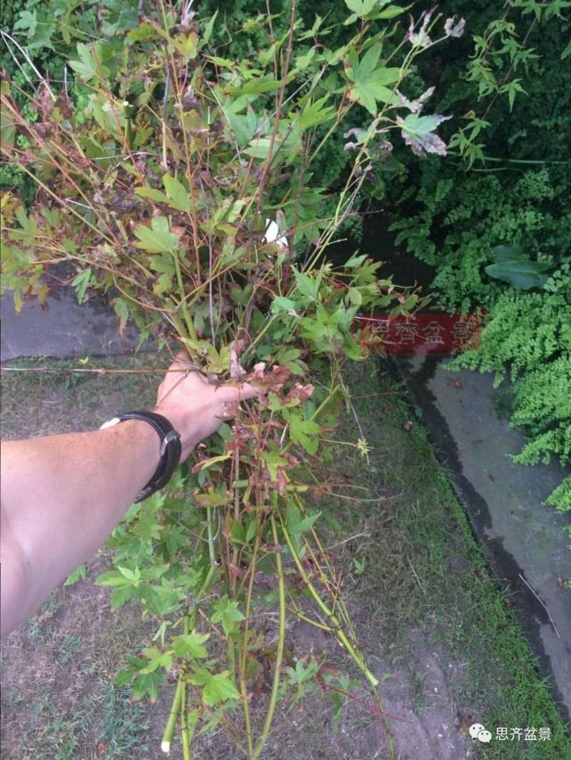 红枫下山桩怎么高压制作盆景