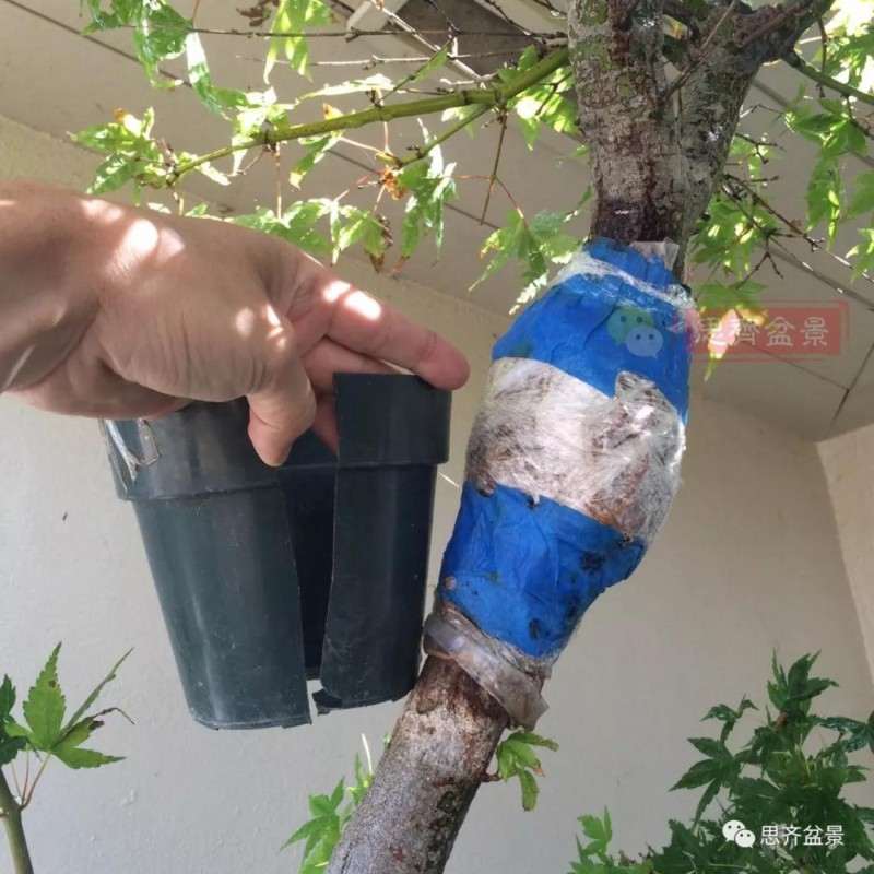 红枫下山桩怎么高压制作盆景