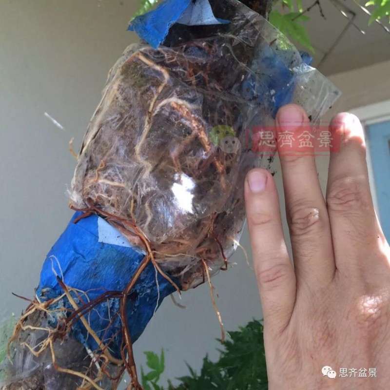 红枫下山桩怎么高压制作盆景