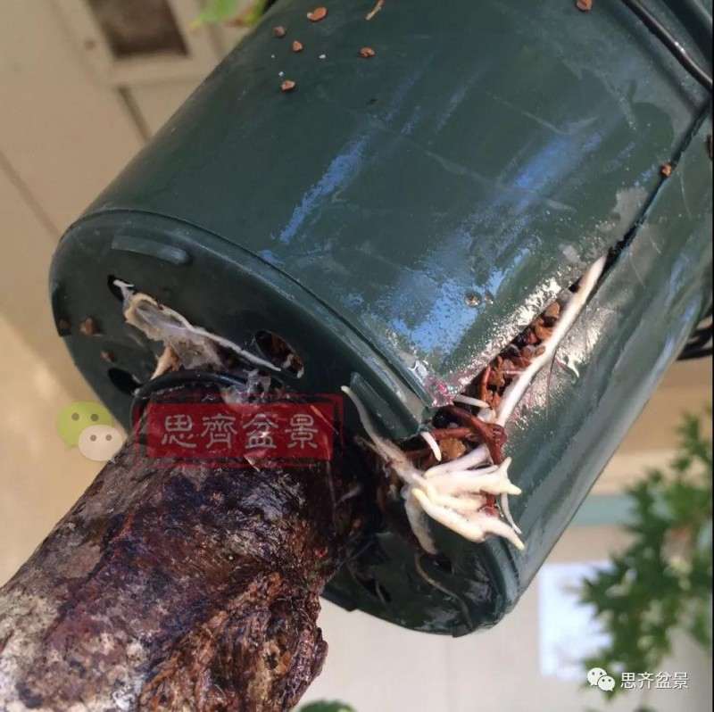 红枫下山桩怎么高压制作盆景