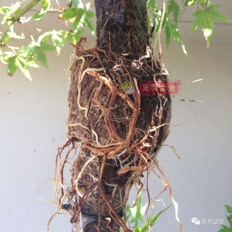 红枫下山桩怎么高压制作盆景