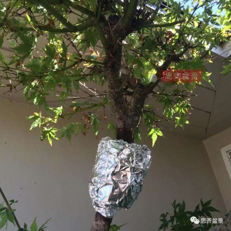 红枫下山桩怎么高压制作盆景