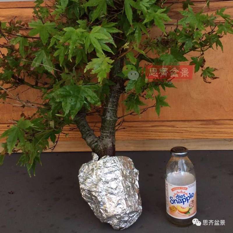 红枫下山桩怎么高压制作盆景