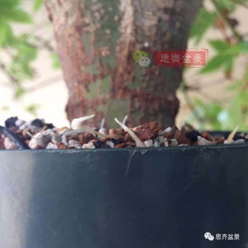 红枫下山桩怎么高压制作盆景