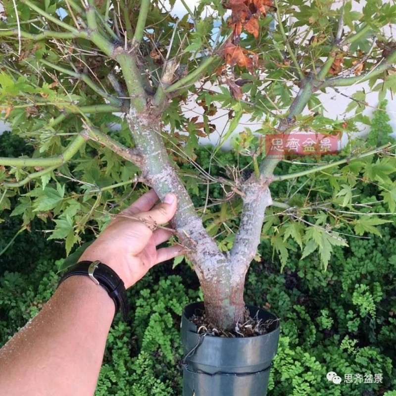 红枫下山桩怎么高压制作盆景